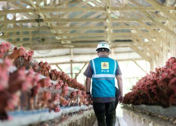 Gunakan Listrik PLN, Peternakan Ayam Modern di Sulsel Hemat Puluhan Juta Rupiah