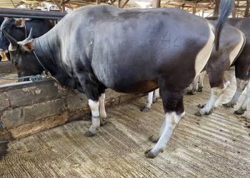 Jelang Idul Adha, Pemkot Pontianak Antisipasi PMK Hewan Kurban