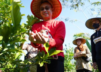 Edi Kamtono Sulap Lahan Gambut Jadi Kebun Kopi