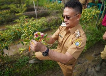 Panen Raya Cabai Poktan Al Murabbi, Edi Kamtono Harap Warga Terinspirasi Gemar Menanam