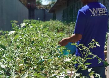 Kebun Sayur di Beranggang Lapas Ketapang Tumbuh Subur