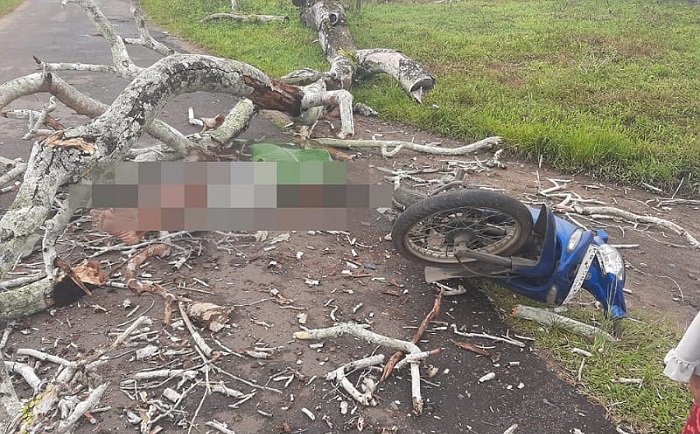 Pengendara Motor Di Ketapang Meninggal Ditimpa Pohon Tumbang