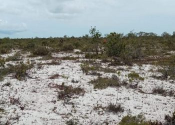 Walhi Kalbar: Ruang Eksploitasi Pulau Gelam Mestinya Tidak Dibiarkan