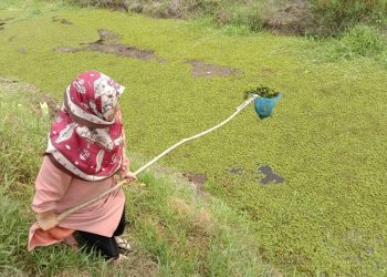 Kiambang Sedang Diteliti Dosen UNU Kalbar untuk Mengusir Kutu Beras