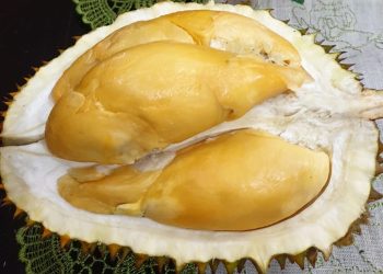 Durian Bujang Setile Asal Kayong Utara Juara Pertama Festival Buah se-Kalbar