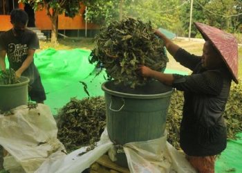 Harga Kratom Merosot, Kemungkinan Diatur dari Luar