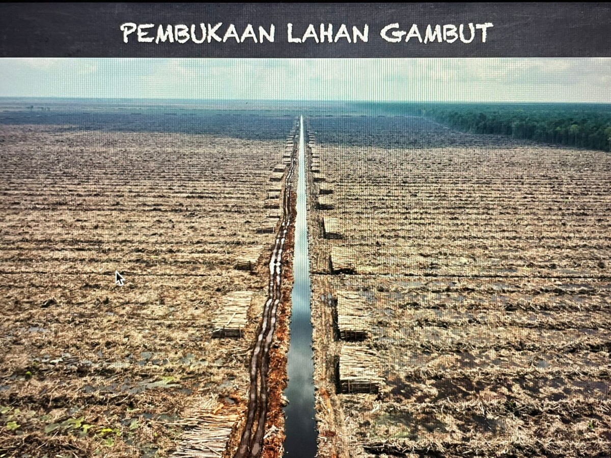 Pembukaan lahan gambut oleh PT Mayawana Persada disorot Koalisi Masyarakat Sipil Kalimantan Barat.