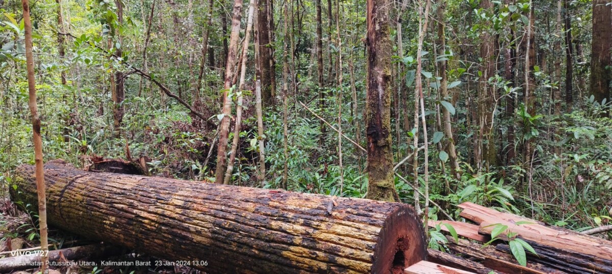 Kegiatan pembalakan hutan di Desa Sungai Uluk Palin, Kecamatan Putussibau Utara.