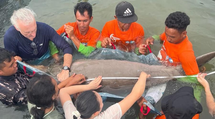 Seekor Dugong betina kembali dilepaskan usai sempat tersangkut di jaring pukat nelayan.