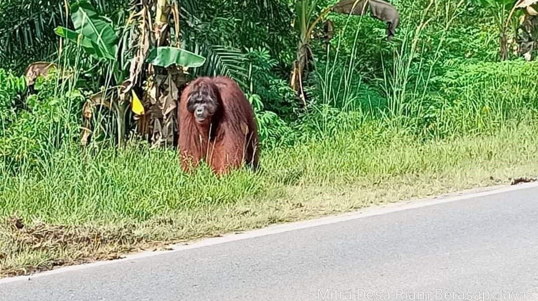 Orang Utan wara wiri di jalan raya Desa Riam Berasap Jaya, Kecamatan Sukadana.