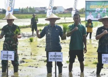Pj Bupati Kubu Raya Syarif Kamaruzaman melakansakan Gerakan Tanam Padi di Desa Parit Baru, Kamis, 2 Mei 2024. Foto: Syamsul Arifin/Jurnalis.co.id