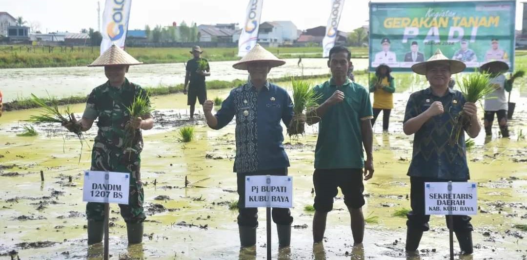 Pj Bupati Kubu Raya Syarif Kamaruzaman melakansakan Gerakan Tanam Padi di Desa Parit Baru, Kamis, 2 Mei 2024. Foto: Syamsul Arifin/Jurnalis.co.id