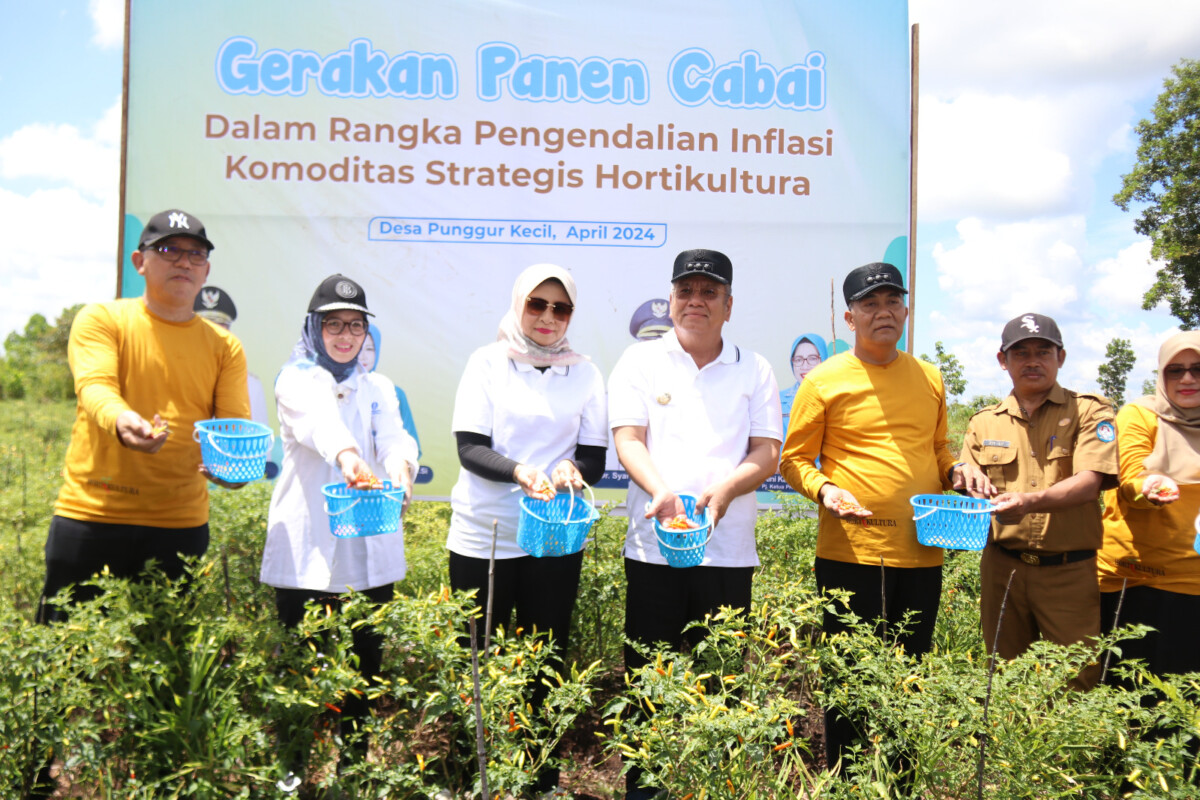 Pj Gubernur Kalbar, Harisson melakukan panen cabai di Desa Punggur Kecil. Foto Adpim Pemprov