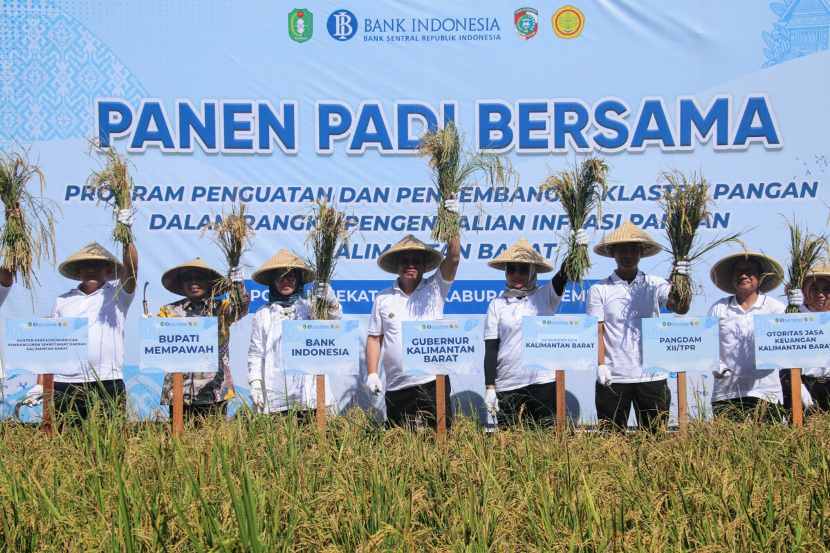 Pj Gubernur Kalbar, Harisson melakukan panen padi bersama di Desa Peniraman. Foto: Adpim Pemprov