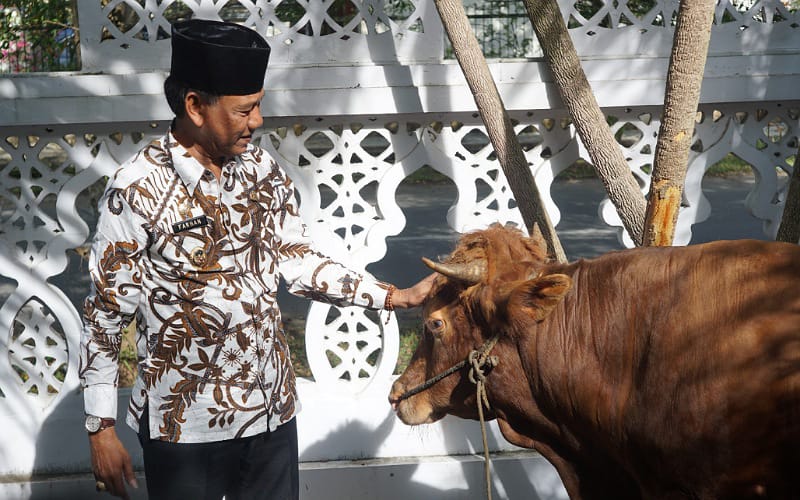 Wakil Bupati Ketapang, H Farhan saat melihat kondisi hewan kurban yang bakal diserahkan ke Masjid Al-Ikhlas. Foto: Istimewa.