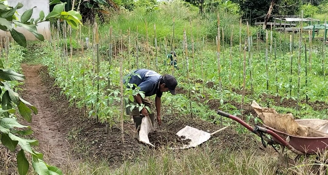 Petani di Sekadau tengah bekerja di kebun miliknya (bdu)