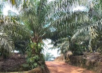 Kebun Sawit milik salah satu perusahaan di Kabupaten Sekadau.