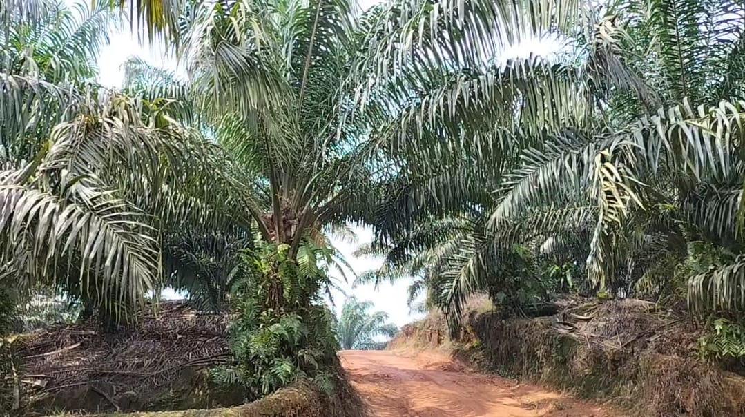 Kebun Sawit milik salah satu perusahaan di Kabupaten Sekadau.