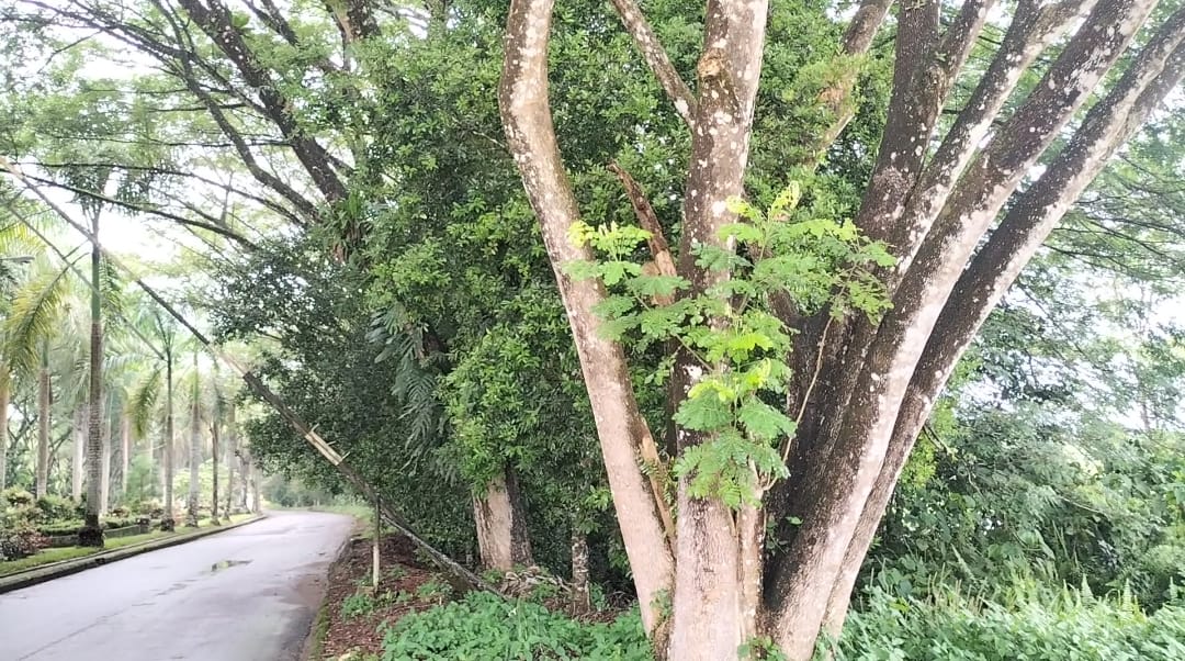 Pohon peneduh di bahu jalan masuk perkantoran Bupati Sekadau yang tampak sudah sangat besar.