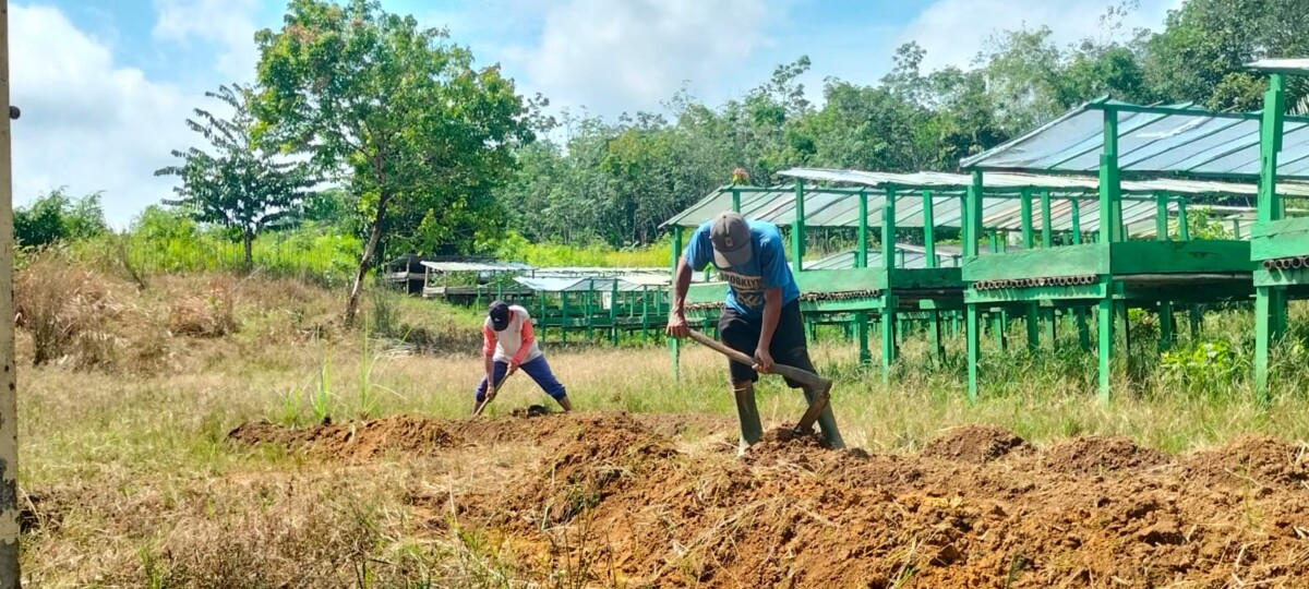 Petani di Sekadau tengah bekerja di lahan garapannya.