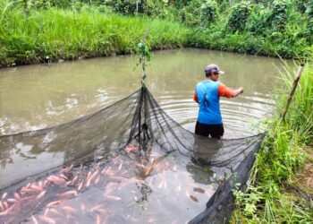 Kolam Ikan milik salah satu kelompok tani di Kabupaten Sekadau