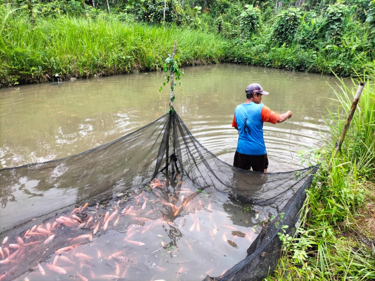 Kolam Ikan milik salah satu kelompok tani di Kabupaten Sekadau