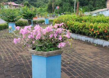 Bunga yang tumbuh subur di RTH Jalan Akses Masuk Perkantoran