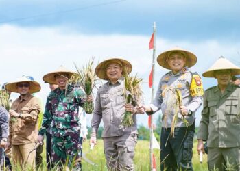 Bupati Ketapang, Alexander Wilyo bersama jajaran Forkopimda mengikuti proses panen padi serentak, Senin (07/04/2025). Foto: Prokopim Pemkab Ketapang.