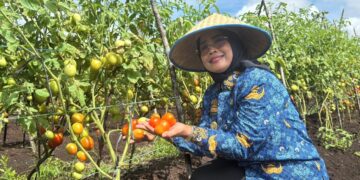Bupati Mempawah dan rombongan saat Panen Tomat di di lahan pertanian Desa Peniti Dalam, Kecamatan Segedong