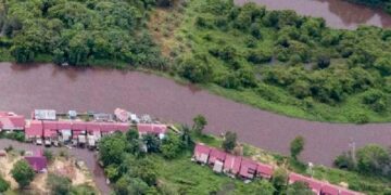 Pengembangan Peternakan Sapi di Food Estate Gagal Total, DPPP Ketapang Diperiksa Polda Kalbar