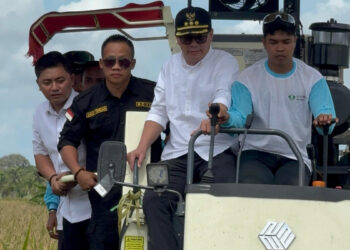 Bupati Kayong Utara Romi Wijaya Didampingi Ketua DPW Tani Merdeka Daud Yordan saat melaksanakan Panen Raya Di Desa Padu Banjar. Senin (7/4/2025). Foto (Istimewa)