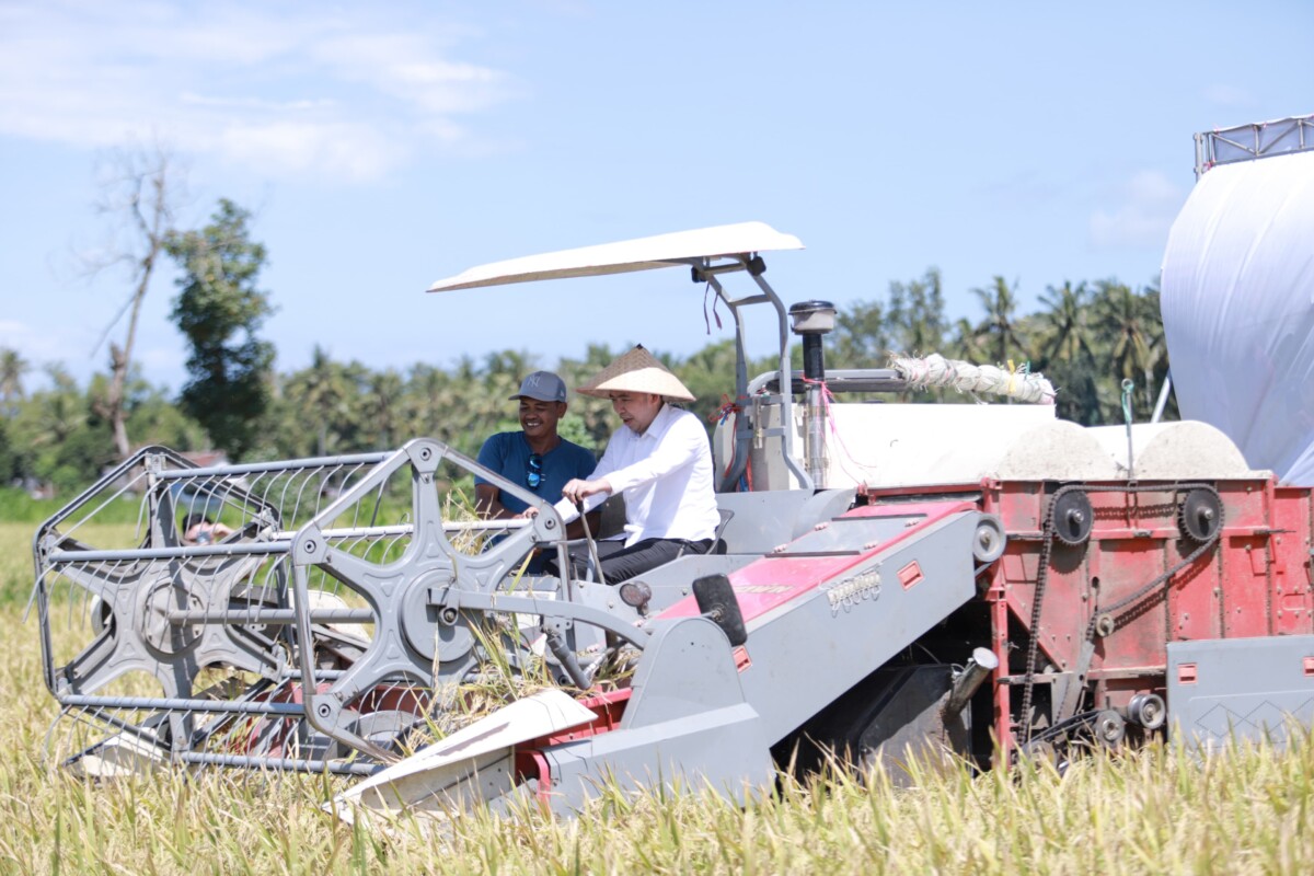 Bupati Jember Muhammad Fawait mengendalikan traktor saat panen raya padi di Desa Lojejer Kecamatan Wuluhan. foto: Sigit Priyono/Jurnalis.co.id