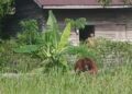 Kemunculan orangutan masuk pemukiman warga Desa Sumber Priangan yang sempat divideokan warga. Foto: Istimewa.