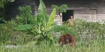 Kemunculan orangutan masuk pemukiman warga Desa Sumber Priangan yang sempat divideokan warga. Foto: Istimewa.