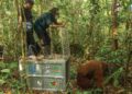 Proses pelepasliaran orangutan ke Hutan Lindung Gunung Tarak yang sempat masuk ke kebun Warga Sumber Priangan. Foto: YIARI.
