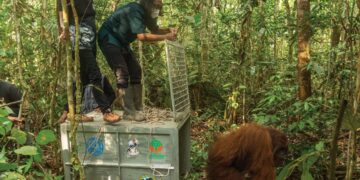 Proses pelepasliaran orangutan ke Hutan Lindung Gunung Tarak yang sempat masuk ke kebun Warga Sumber Priangan. Foto: YIARI.