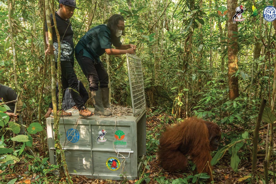 Proses pelepasliaran orangutan ke Hutan Lindung Gunung Tarak yang sempat masuk ke kebun Warga Sumber Priangan. Foto: YIARI.