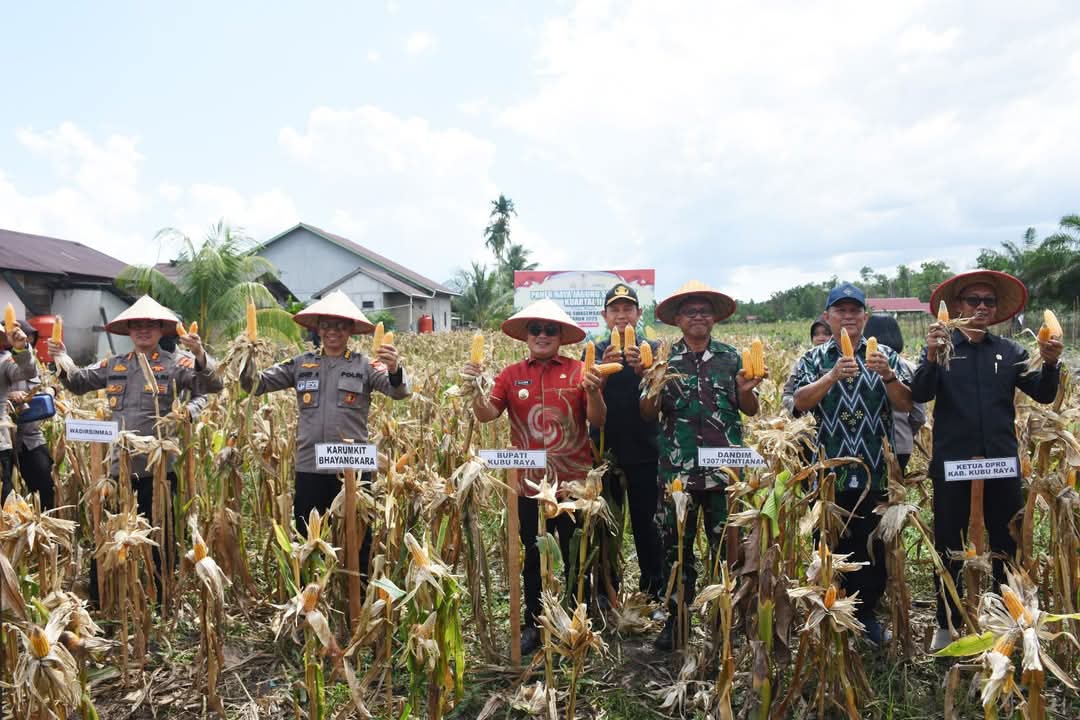 Bupati Kubu Raya Sujiwo turut ambil bagian dalam panen raya jagung serentak kuartal II yang digelar di Dusun Bunga, Desa Sungai Raya Dalam, Kecamatan Sungai Raya, pada Kamis (5/6/2025).