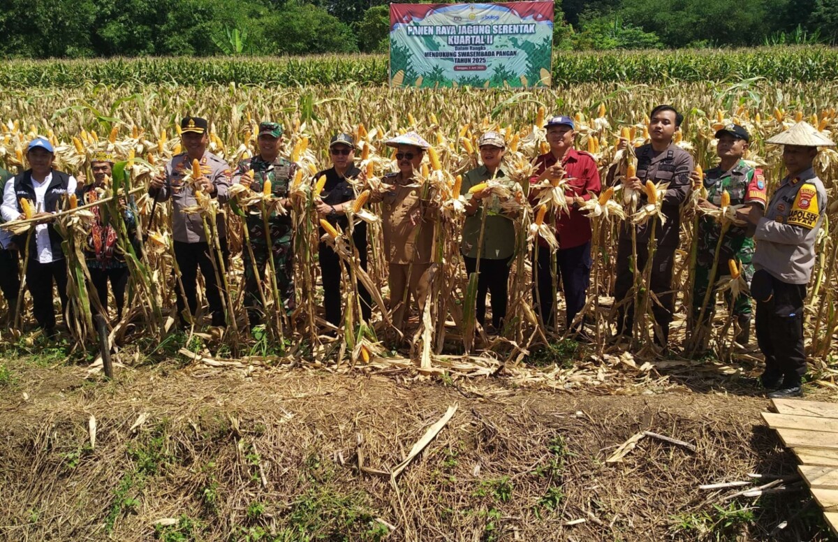 Panen Raya Jagung Hibrida Serentak Kuartal II Tahun 2025 digelar di Dusun Tukun, Desa Sungai Dangin, Kecamatan Noyan, Kabupaten Sanggau, Kamis (5/6/2025).