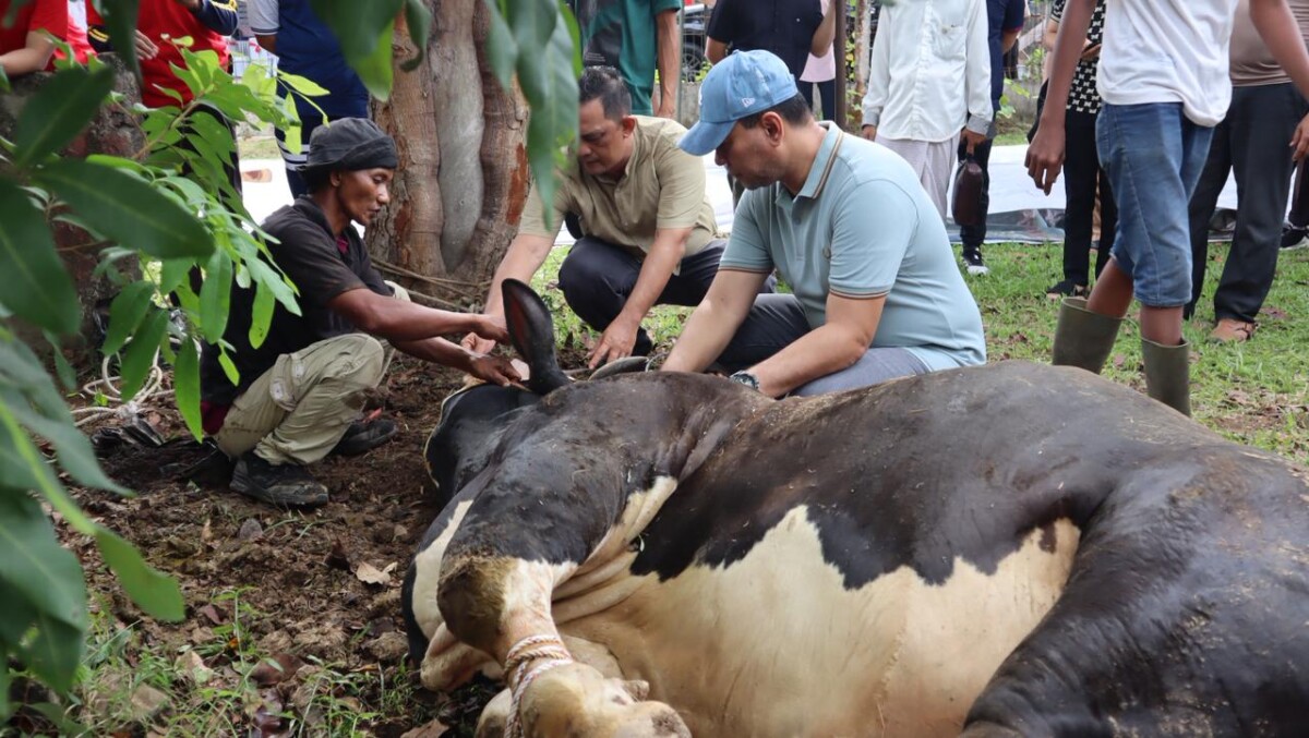 Kapolresta Pontianak Kombes Pol Adhe Hariadi saat mengikuti sesi pemotongan hewan qurban dalam memperingati hari raya Idhul Adha 1446 H. FOTO:Istimewa