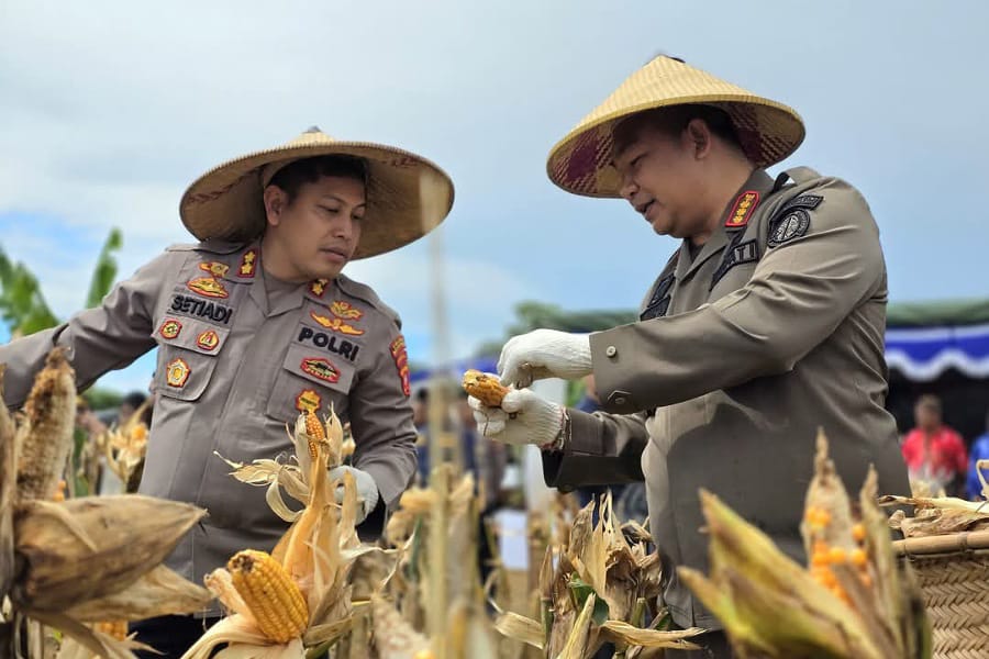 Bupati Ketapang dan Kapolres saat panen raya di Sungai Gantang, Kendawangan. Foto: Prokopim.