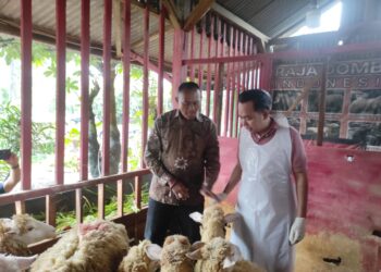Bupati Fawait berada di dalam kandang domba di Peternakan 'Raja Domba' di Desa Sidomulyo Kecamatan Silo (foto: Sigit Priyono/Jurnalis.co.id)