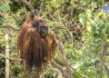 Jelang Hari Orangutan Internasional, Jojo Akhirnya Kembali Merasakan Suasana Hutan