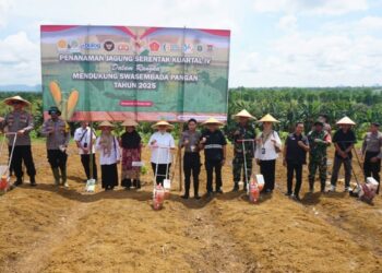 Bupati Mempawah, Erlina, menghadiri kegiatan Gerakan Tanam Jagung Kuartal IV