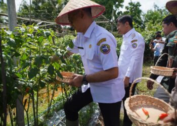Wali Kota Pontianak Edi Rusdi Kamtono memanen cabai yang dilaksanakan secara serentak dengan Kabupaten Kubu Raya dan Kabupaten Mempawah di wilayah masing-masing.