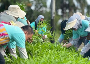 Ketua TP PKK Kota Pontianak Yanieta Arbiastutie saat panen sayur di Balai Benih Induk Hortikultura Pontianak Utara.