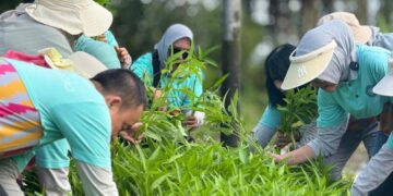Ketua TP PKK Kota Pontianak Yanieta Arbiastutie saat panen sayur di Balai Benih Induk Hortikultura Pontianak Utara.