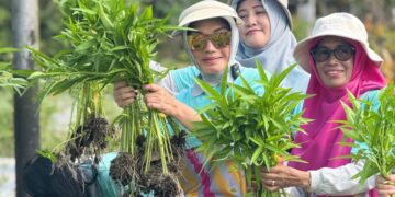 Ketua TP PKK Kota Pontianak Yanieta Arbiastutie saat panen sayur di Balai Benih Induk Hortikultura Pontianak Utara.