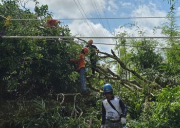 PLN UPT Pontianak Pulihkan Jaringan Terdampak Pohon Tumbang di Line 2 Tayan – Ngabang