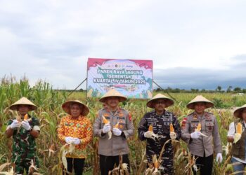 Kapolres Ketapang bersama Jajaran Forkopimda melakukan panen jagung serentak di Kecamatan Muara Pawan. Foto: Humas Polres.